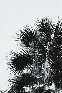 Macro shot of palm tree against sky