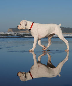 Dog standing on beach