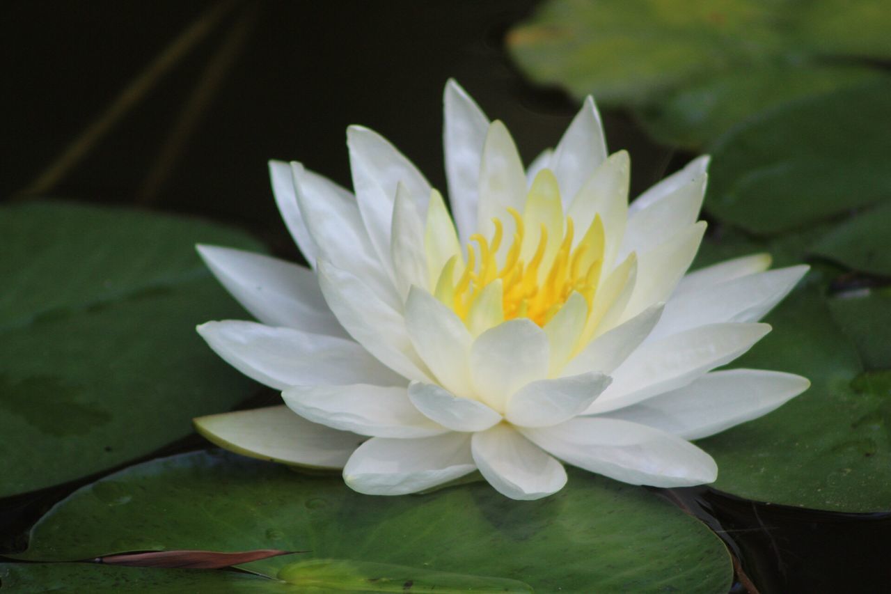 CLOSE-UP OF LOTUS WATER LILY