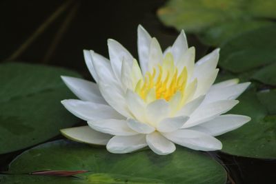 Close-up of lotus water lily in pond