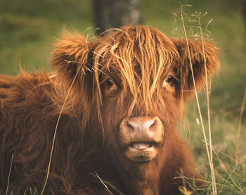 Portrait of highland cattle on land