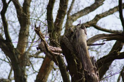 Low angle view of bare tree against sky
