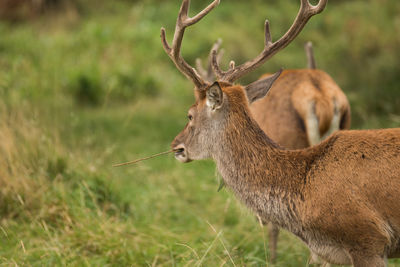 Two deer on green field