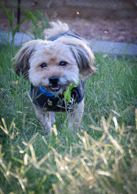 Portrait of a dog