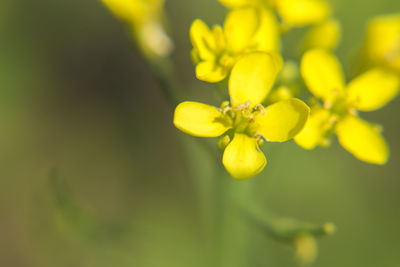 Close-up of yellow flowering plant