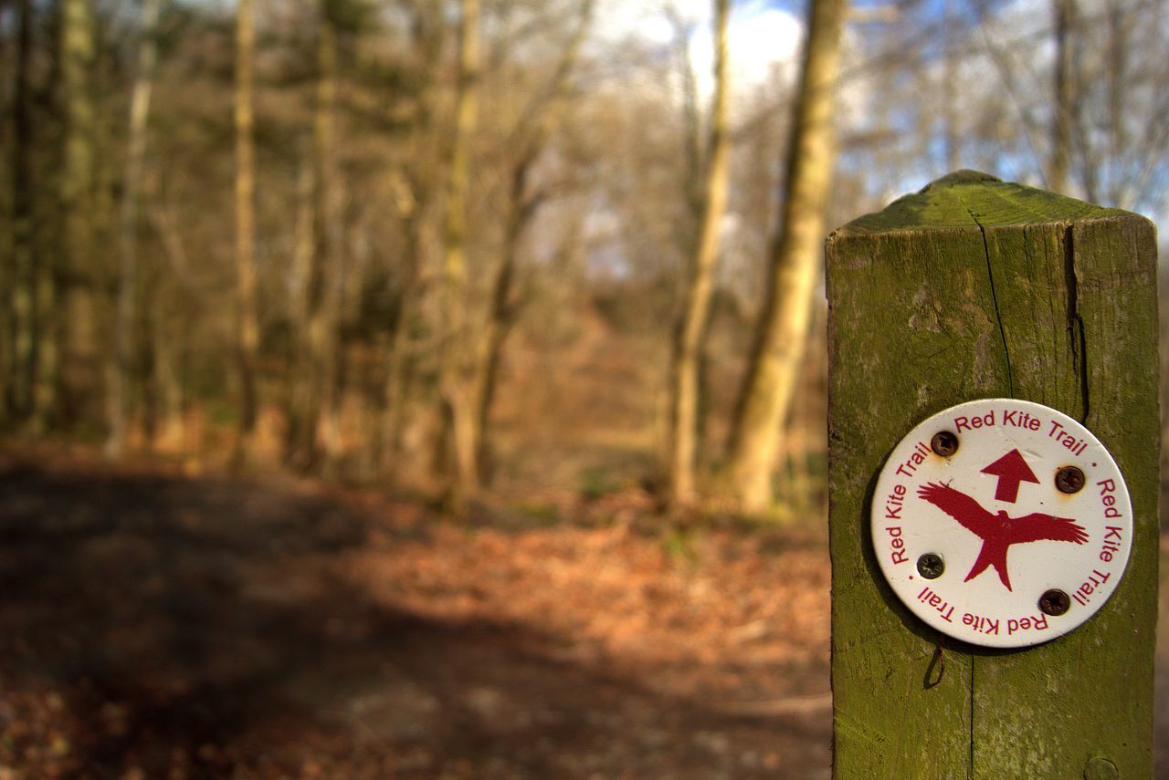 CLOSE-UP OF ROAD SIGN BY TREES IN FOREST