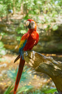 Close-up of bird perching on tree