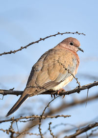 Low angle view of bird perching on branch