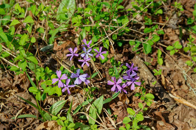 plant
