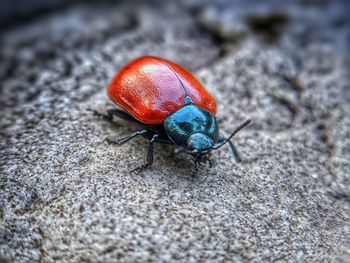 Close-up of ladybug