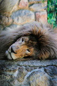 Portrait of a cat resting on rock