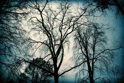 Low angle view of bare trees against sky