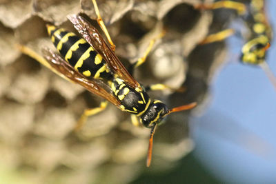 Close-up of insect