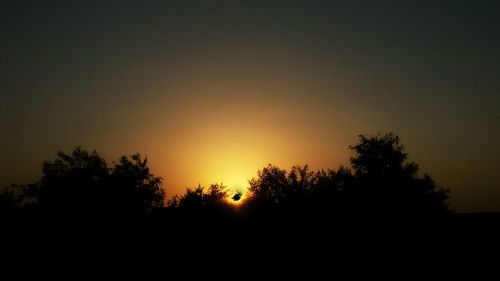 Silhouette of trees at sunset