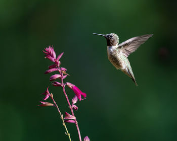 Close-up of bird flying