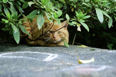 Portrait of a cat