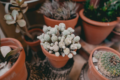 High angle view of potted plant for sale in market