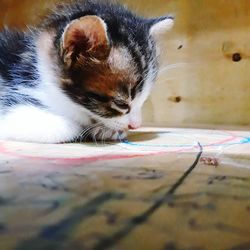 Close-up of cat resting