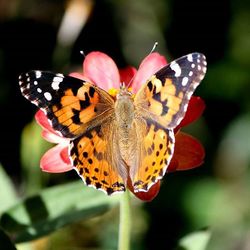 Close-up of butterfly pollinating flower