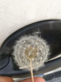 Close-up of dandelion flower