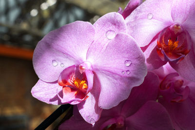 Close-up of pink rose flower