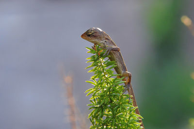 Close-up of lizard on tree