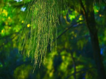 Close-up of plant against blurred background