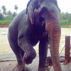 View of elephant in zoo