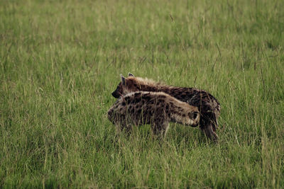 animal