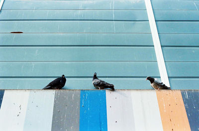 Birds perching on wood