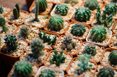 Close-up of cactus plants