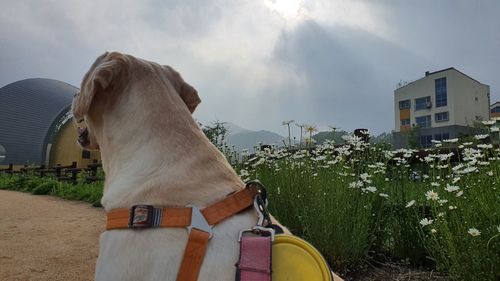 Panoramic view of dog and buildings against sky