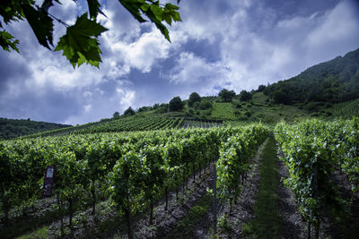 Scenic view of vineyard against sky
