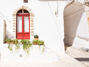 White flowering plant against building