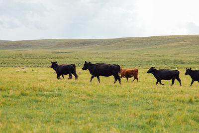 Horses in a field