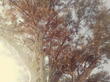 Low angle view of cherry tree against sky