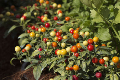 Close-up of berries growing on branch