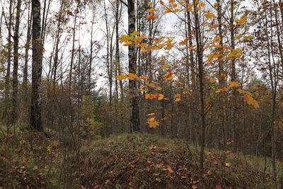 Trees in forest during autumn