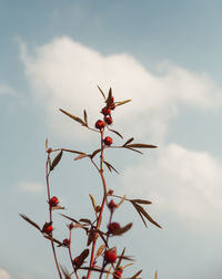 Low angle view of plant against sky