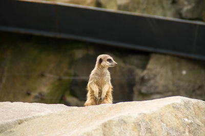 Meerkat on rock at edinburgh zoo