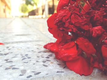 Close-up of red flowers