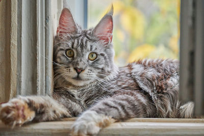 Close-up portrait of a cat