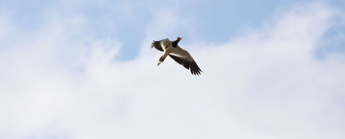 Low angle view of bird flying