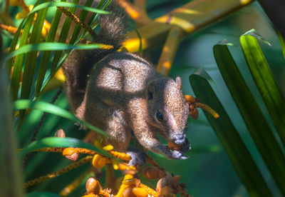 Close-up of lizard eating plant