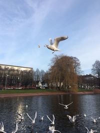 Birds flying over water against sky