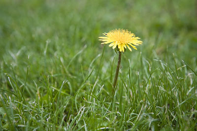 Close-up of yellow dandelion flower on field