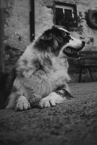 Close-up of dog looking away