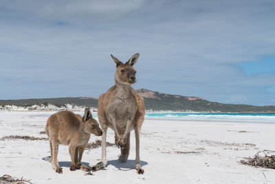 Kangaroos on the white beach of lucky bay, cape le grand national park, western australia