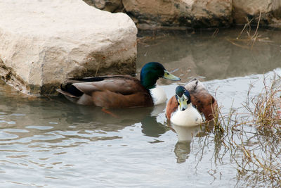 Duck swimming in a lake