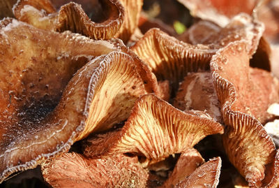 Close-up of mushrooms